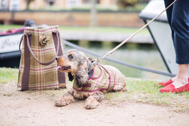 Very stylish pooches!